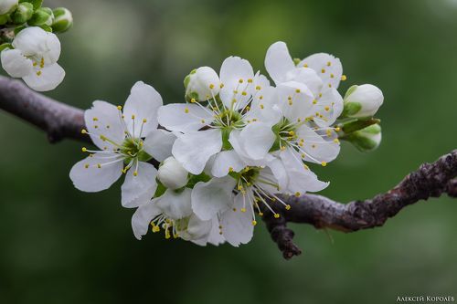 Plum Flowers