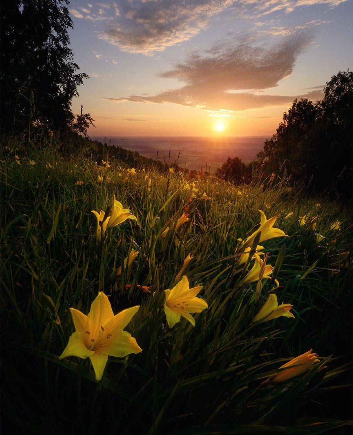 алтай, белокуриха, пейзаж, восход, утро, лилия, , горы, небо, облака, солнце, свет, лето, Павел Силиненко