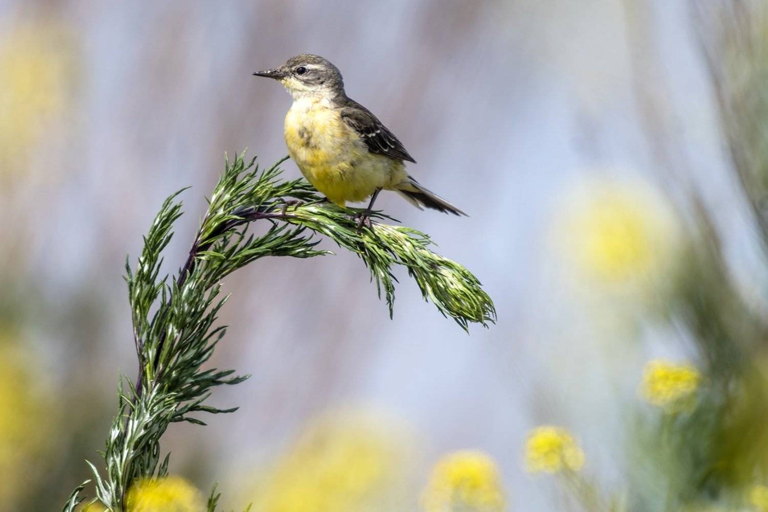 , Александр Абросимов