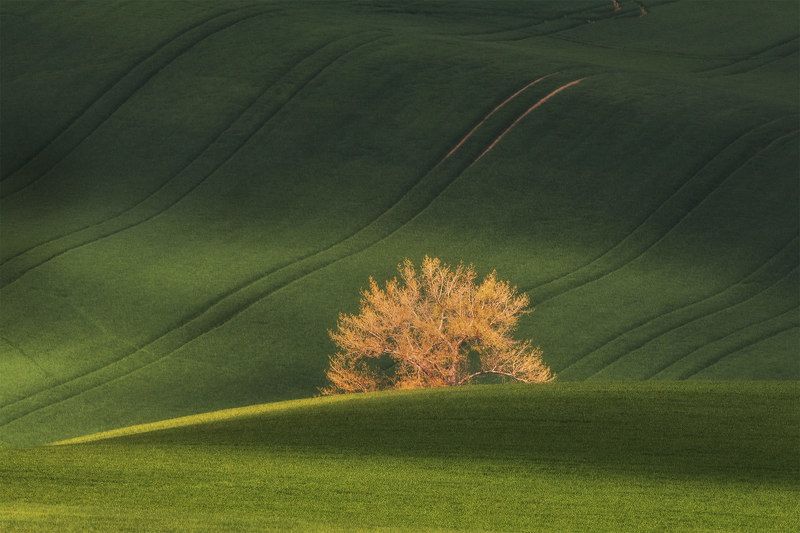 tree фото превью