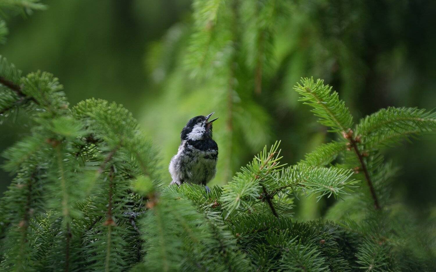 природа, лес, животные, птицы, Дмитрий Посевич