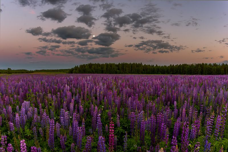 Люпиновый вечер фото превью