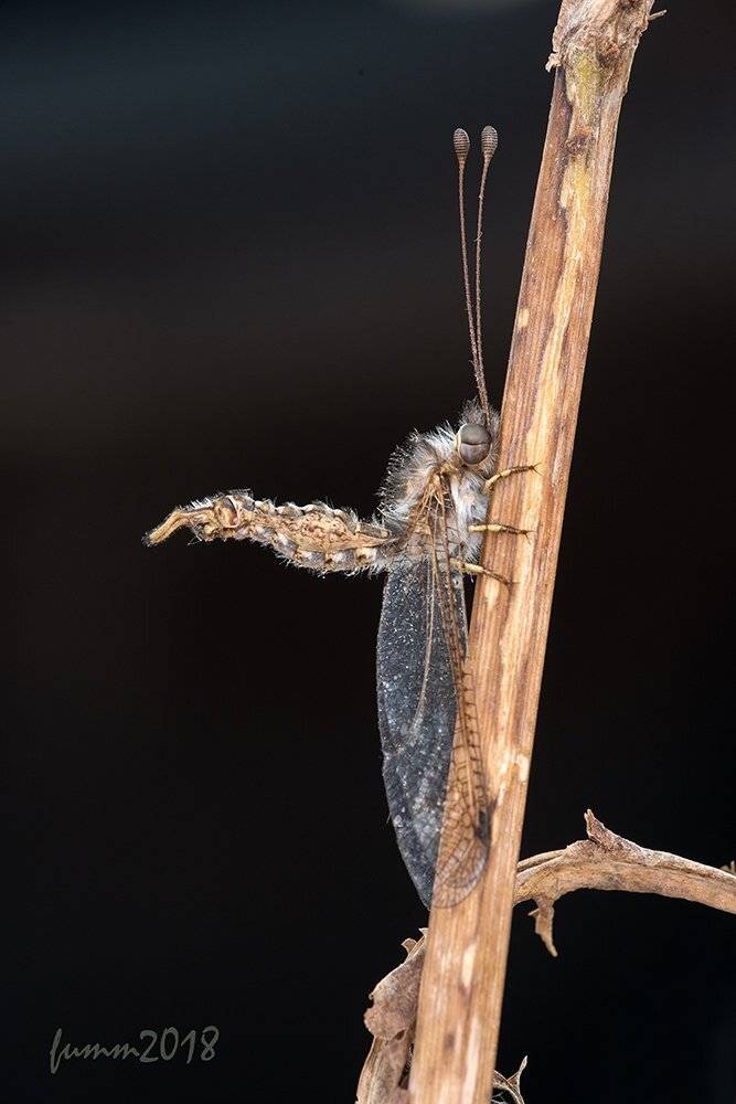 , Игорь ФУММ