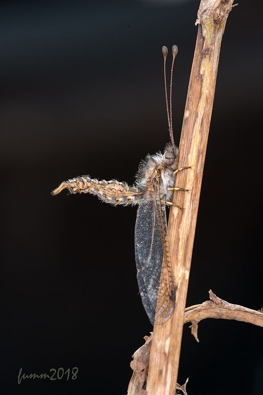 АСКАЛАФ-САМА ГРАЦИЯ! фото превью