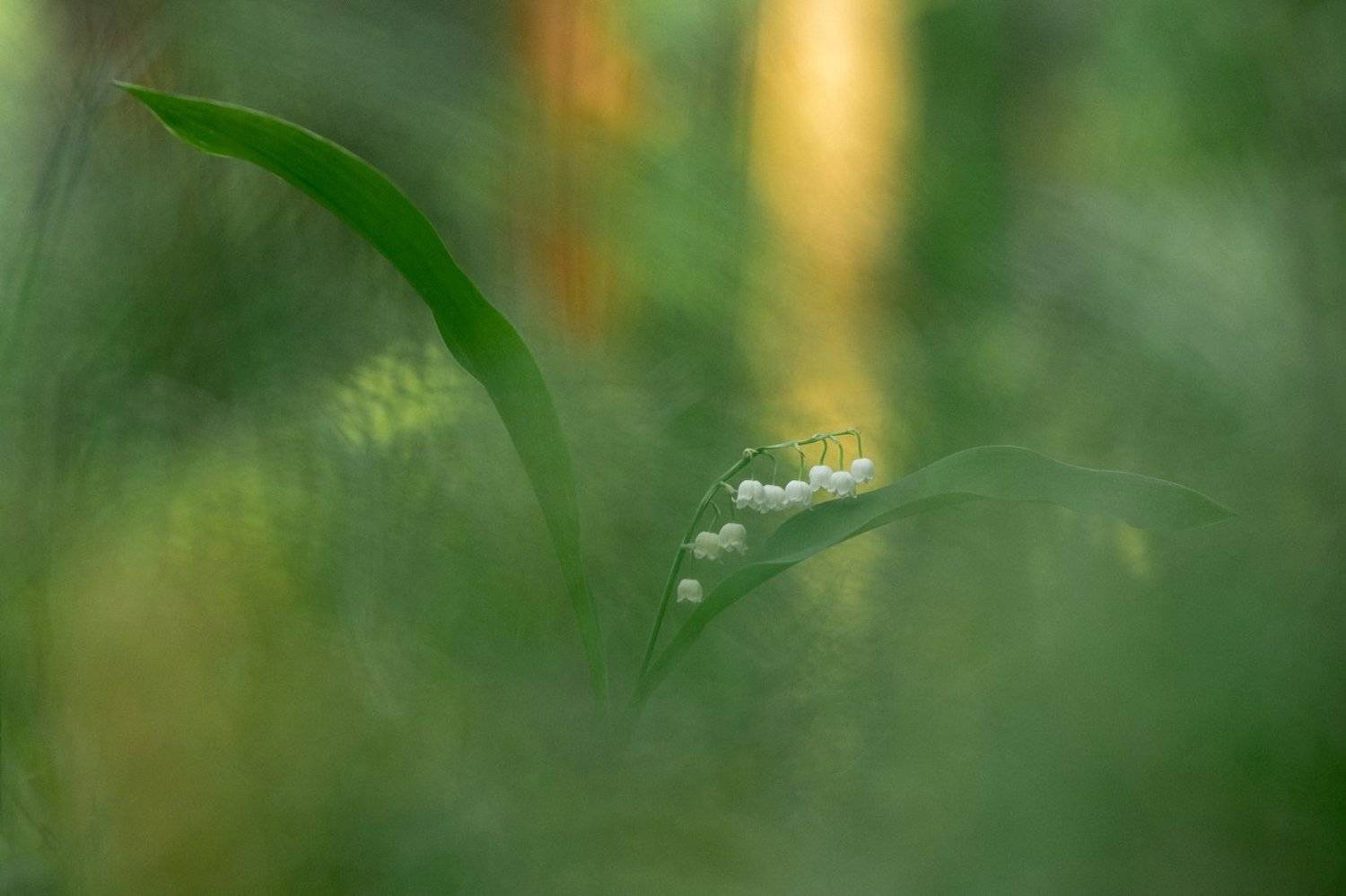 ландыш,природа,растения,макро,цветы,цветок,флора,бокэ,лес, Александр Иванов