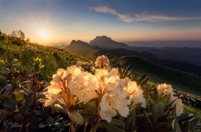 природа, пейзаж, путешествия, закат, рододендроны, адыгея, кавказ, большой тхачь, россия,travel,landscape, nature Рододендроны Большого Тхача. фото превью