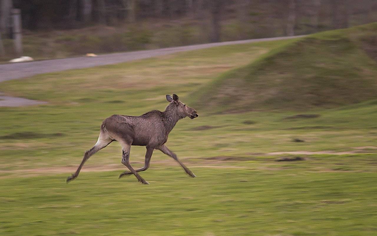 лось,коми,печора,животнык,, Игорь Триер