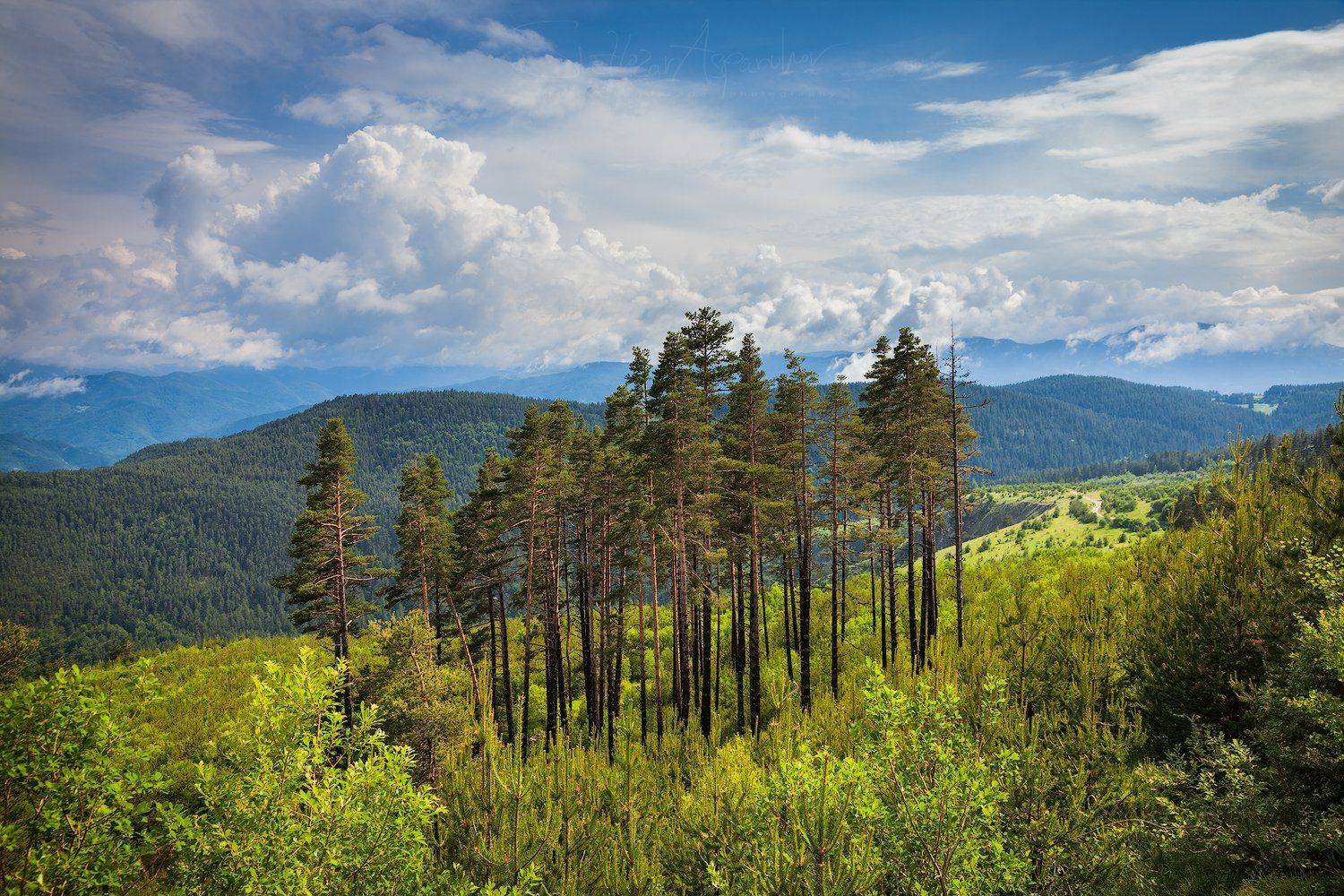 гора, планина, бял бор, облаци, пейзаж, родопа, българия, Светлозар Аспарухов