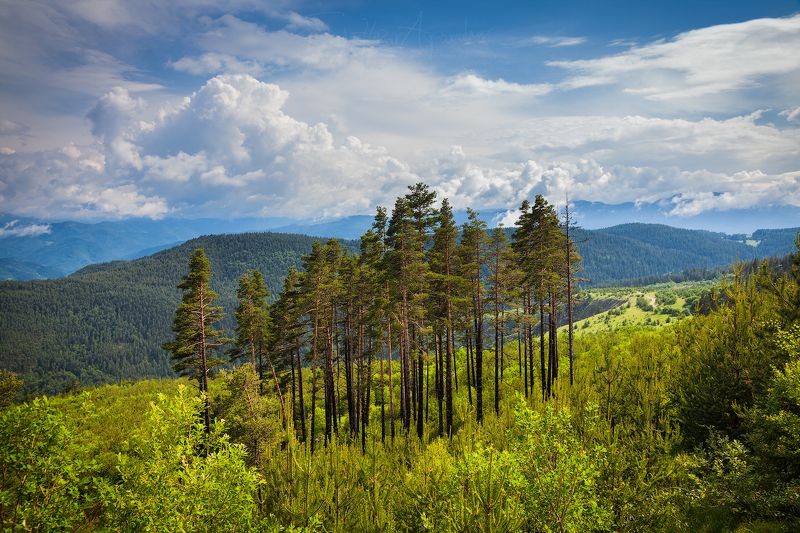 гора, планина, бял бор, облаци, пейзаж, родопа, българия Стоящий фото превью