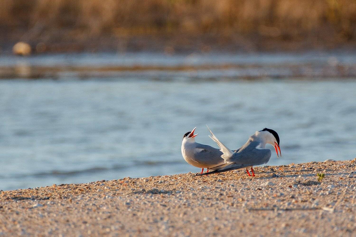 , Илья Михеев