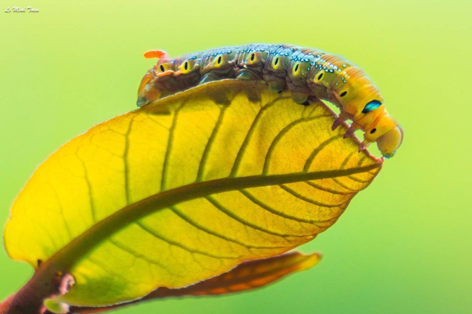 Worm, L&ecirc; Minh Tuấn