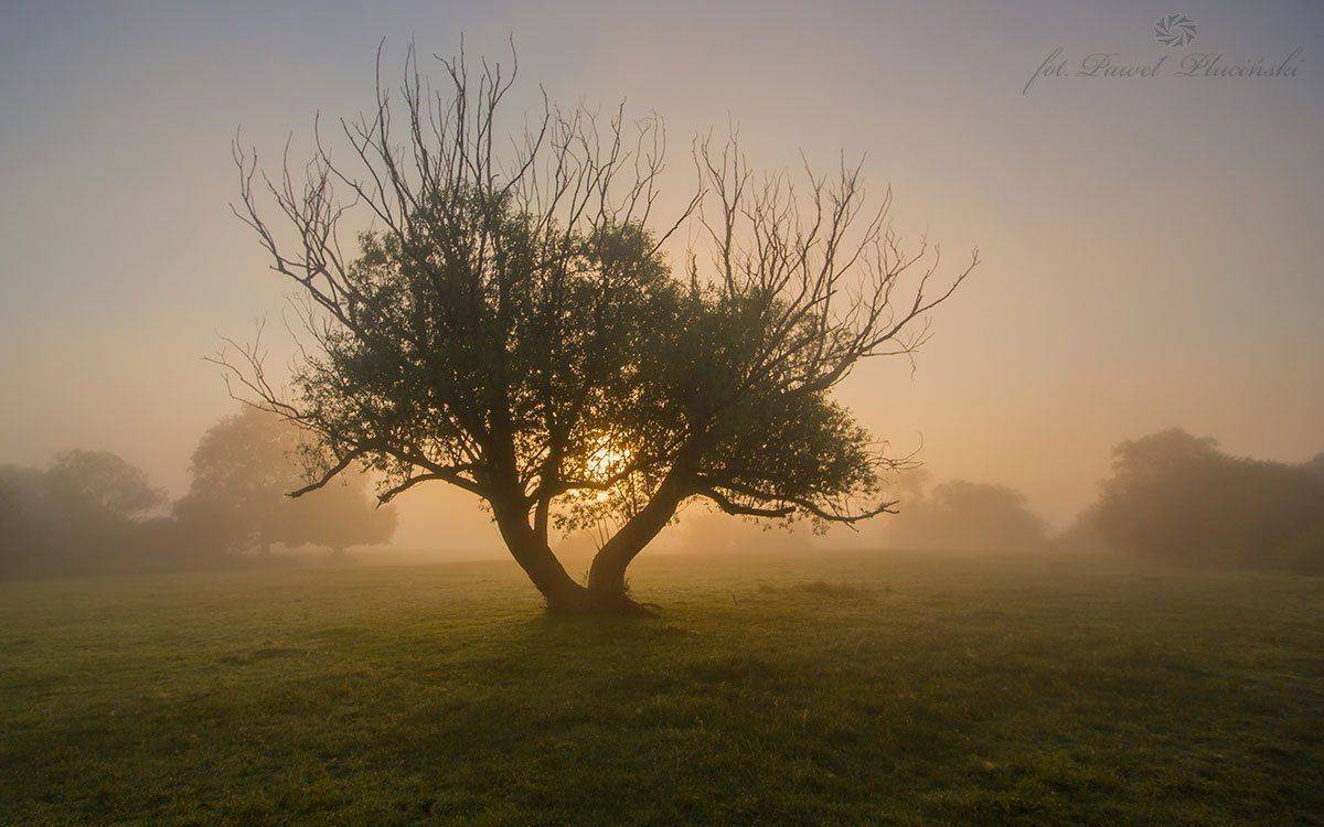 , Pawel Plucinski