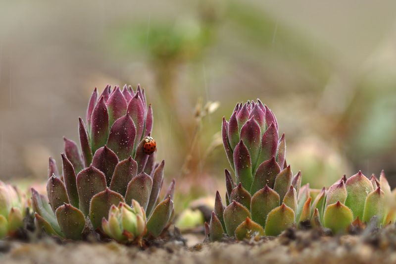 молодило, русское, живучка, sempervivum, ruthenicum, божья коровка, хармония, изменчивая, harmonia, axyridis, самарский лес Молодило фото превью
