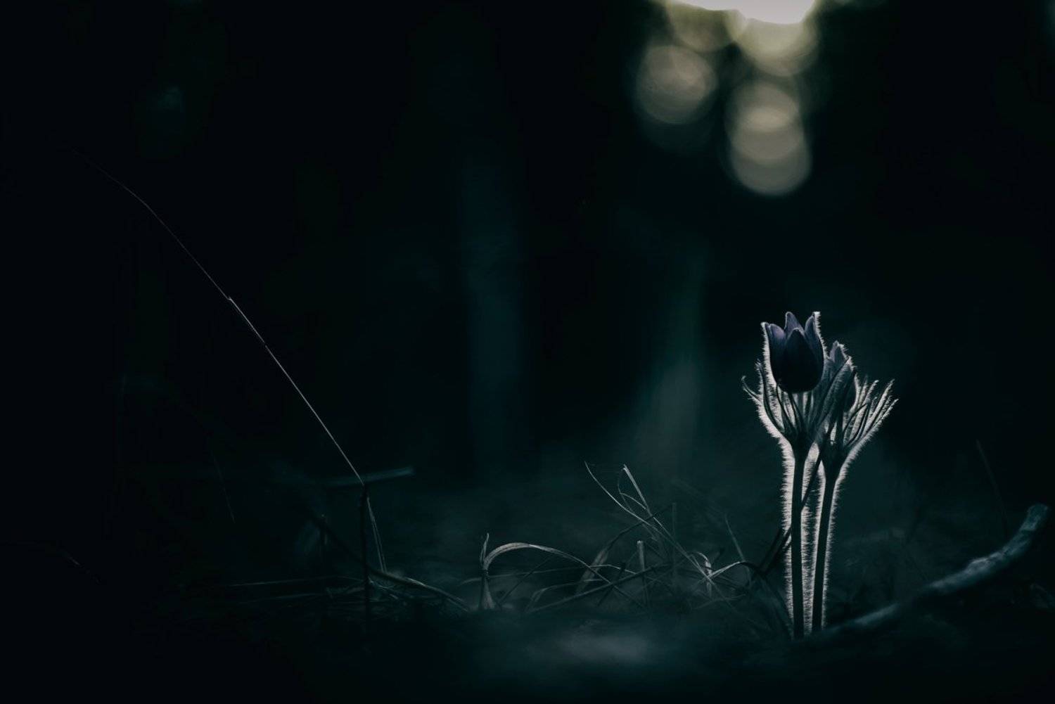 , Кузнецов Дмитрий