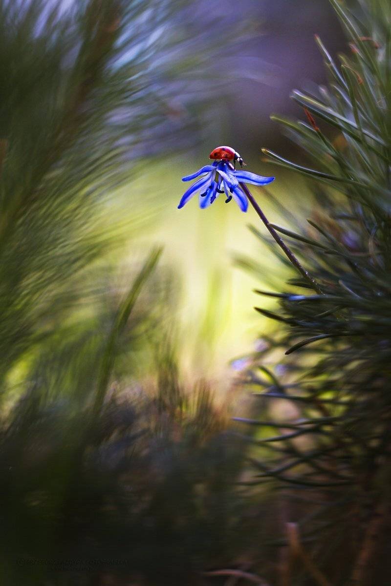 , Grzegorz macrofun Pazdyga