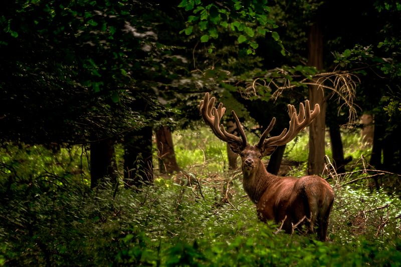 *** фото превью