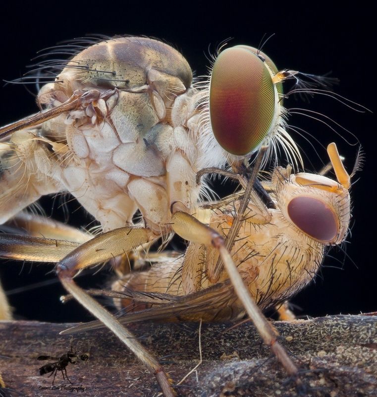 #macro#robberfly#colors#prey Robberfly With Prey 180620A фото превью