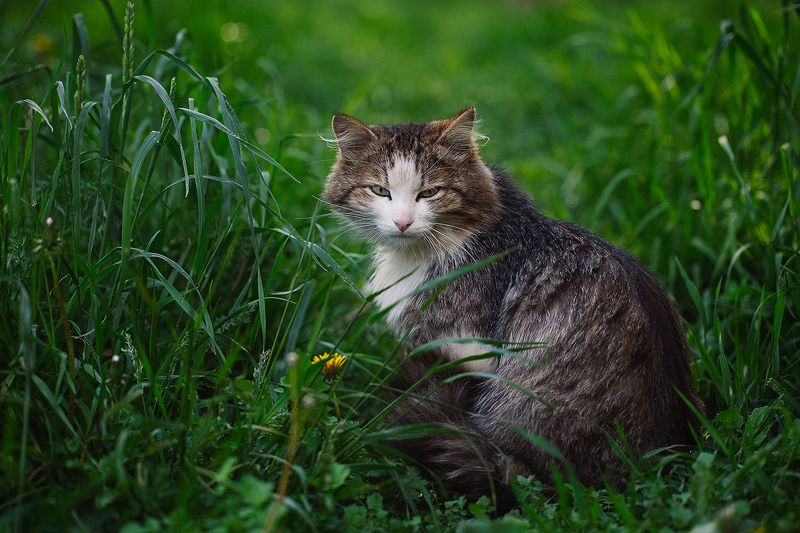 кот, дикий, улица, животные, златоуст, природа, животный мир, трава, зверь Кот с моего района фото превью