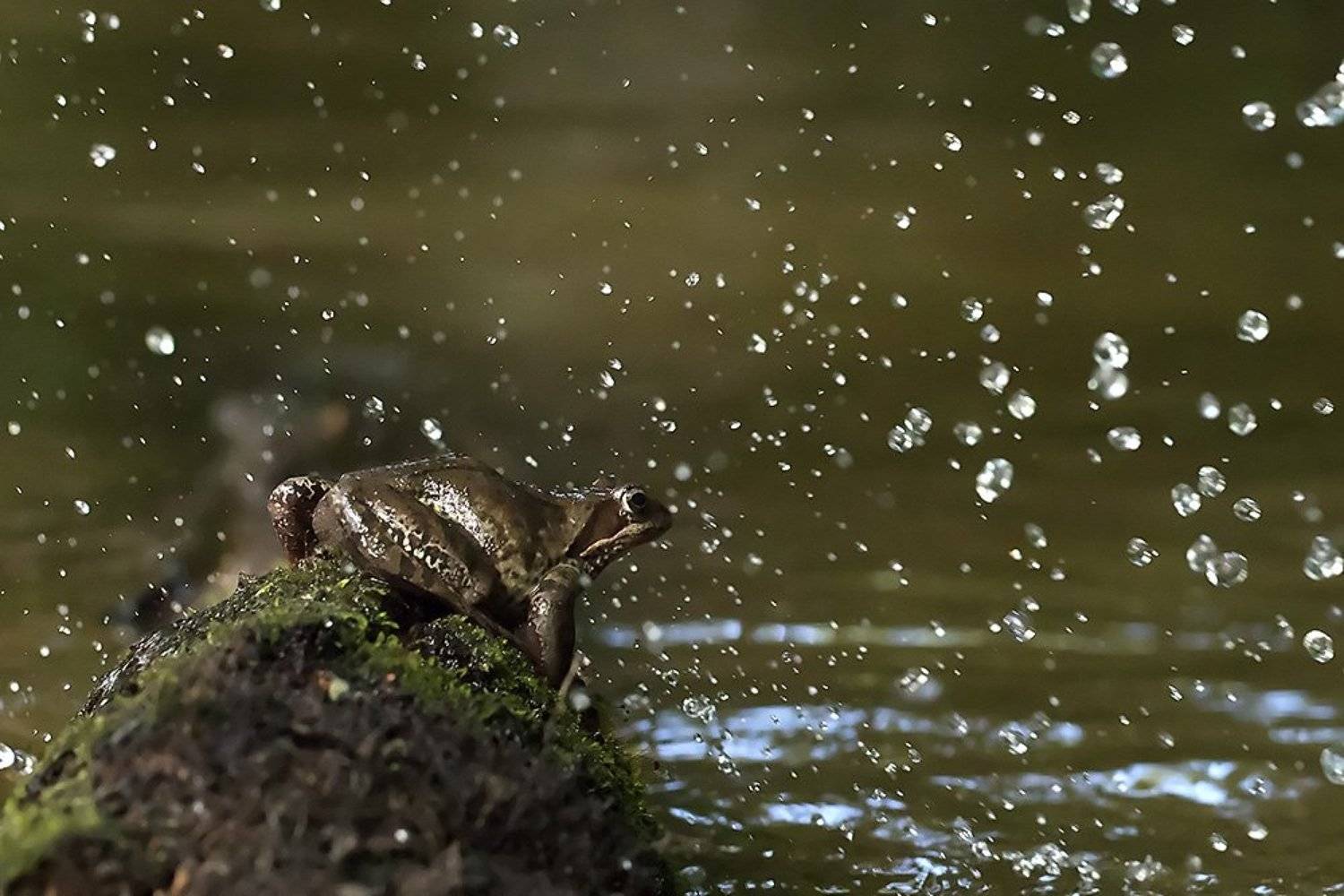 , Иваненко Светлана