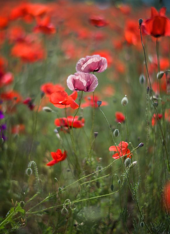 Маки фото превью