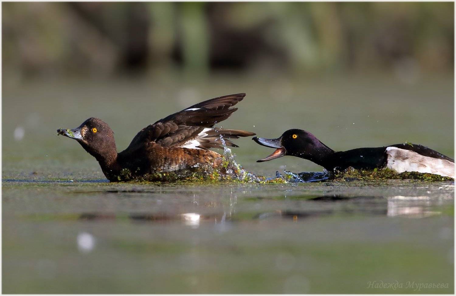 aythya fuligula, хохлатая чернеть, лосиный остров, Надежда Муравьёва