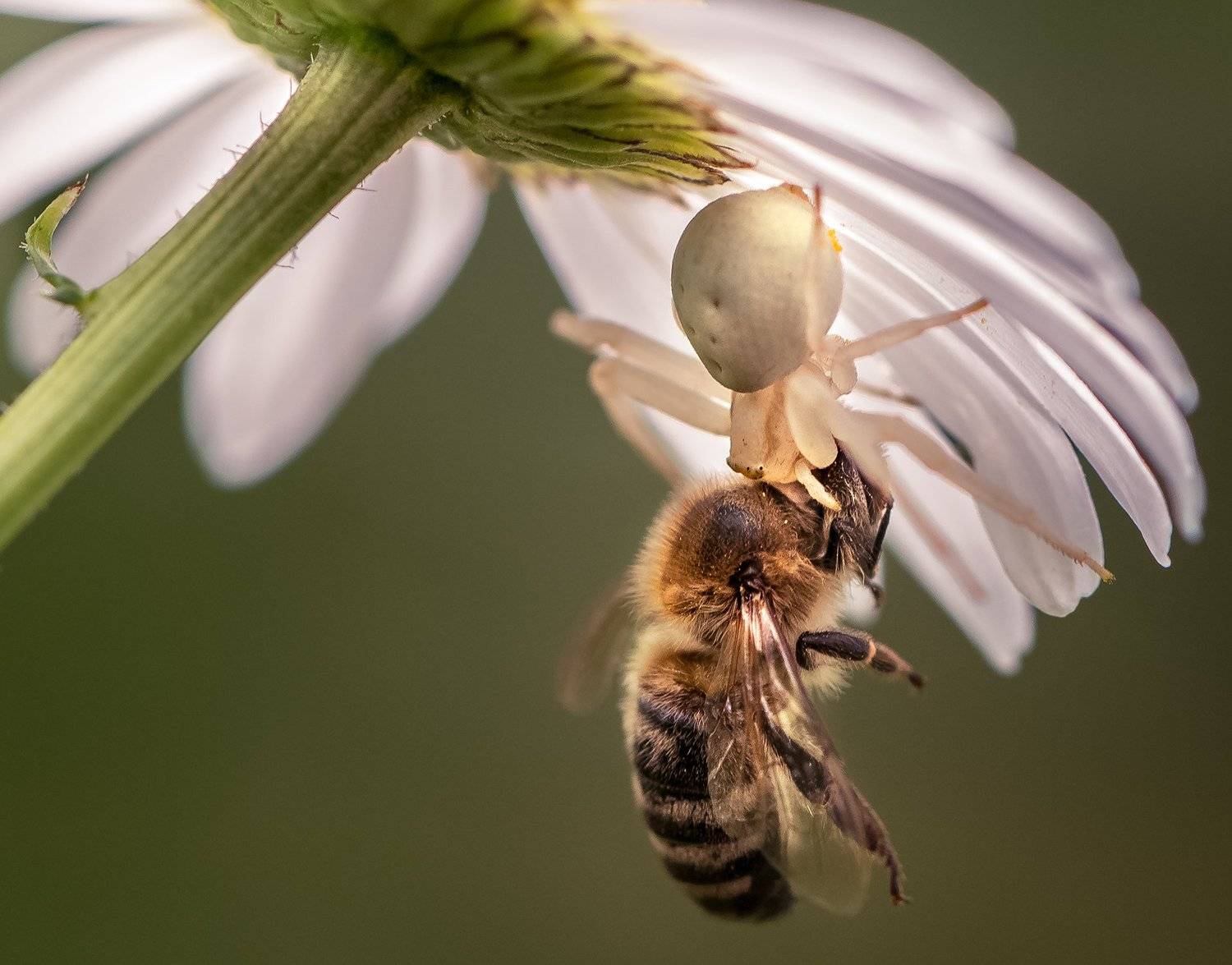 природа, макро, хищник и жертва, паук, пчела, Неля Рачкова