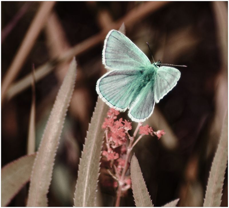 BF фото превью