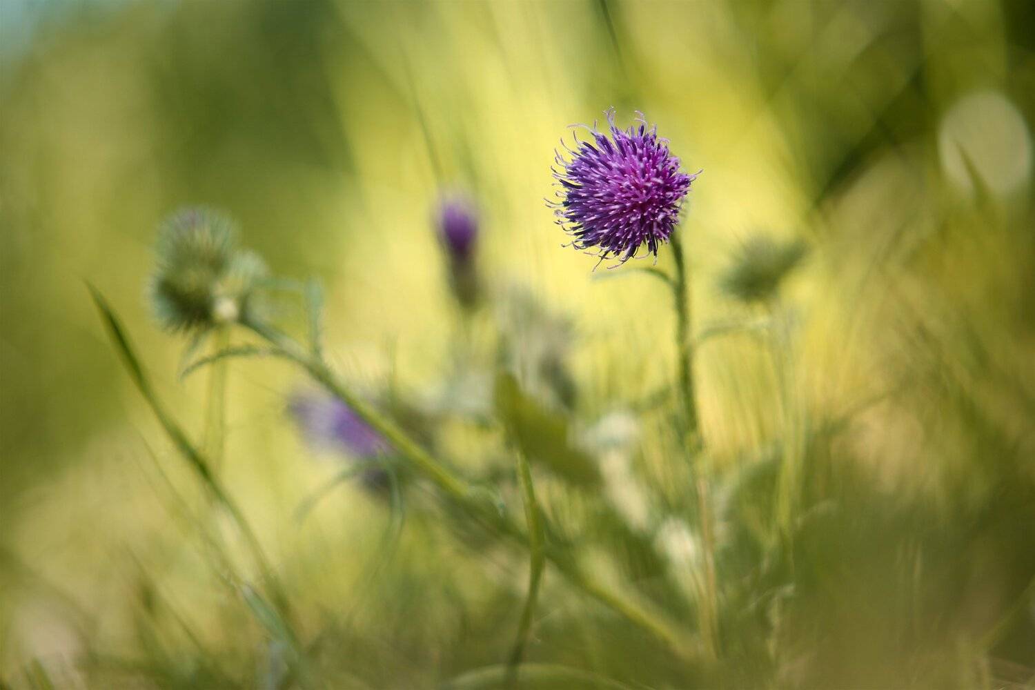 , Эдуард Колобошников