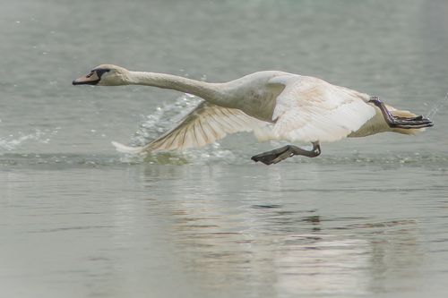 Белые лебеди