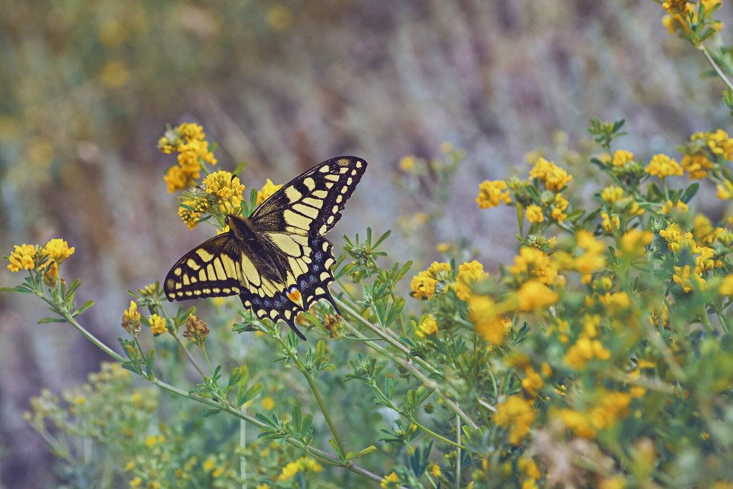 бабочка,ветка,цвет,красный,желтый,крылья, Юрий Котов