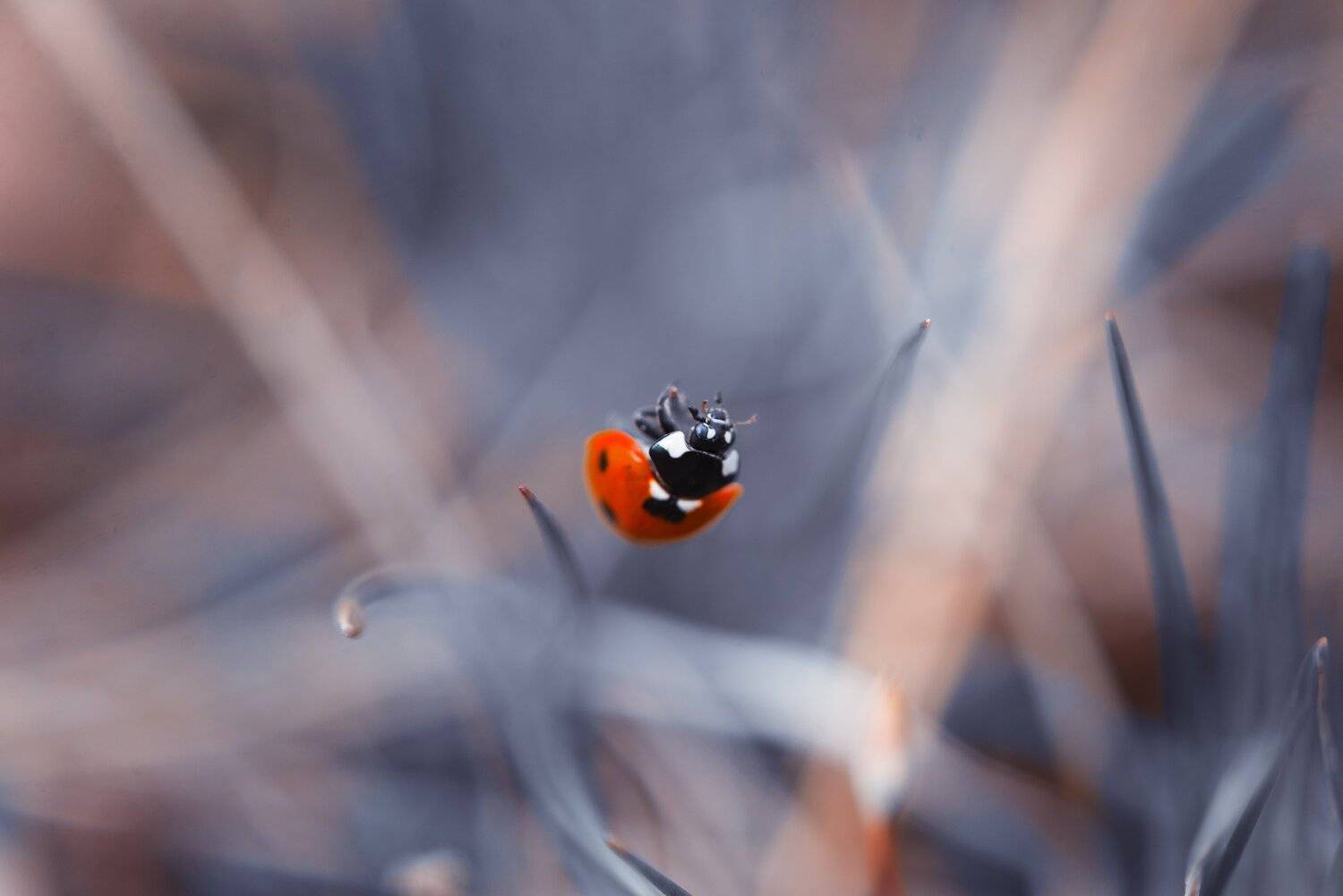 , Анастасия Добровольская