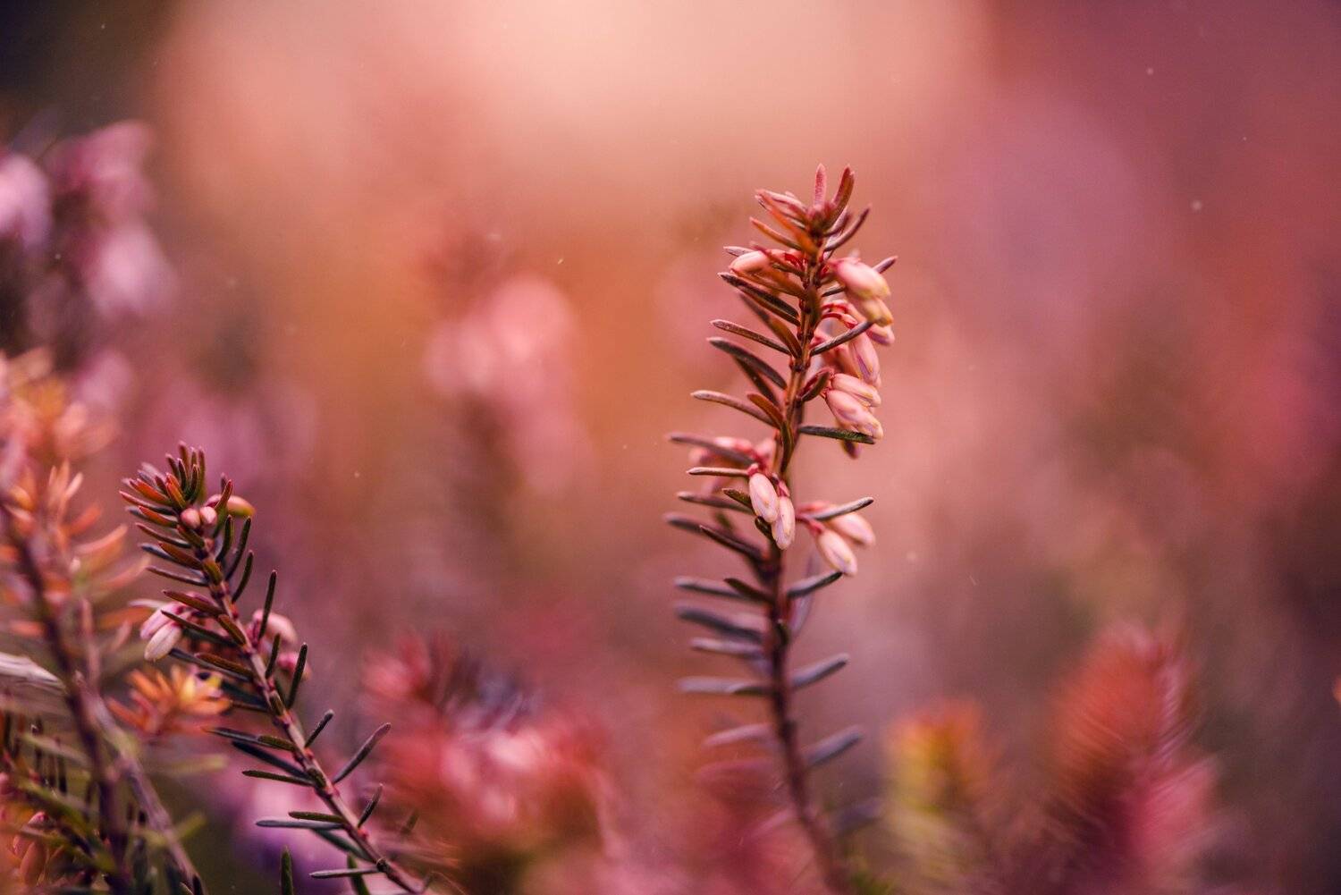 , Анастасия Добровольская