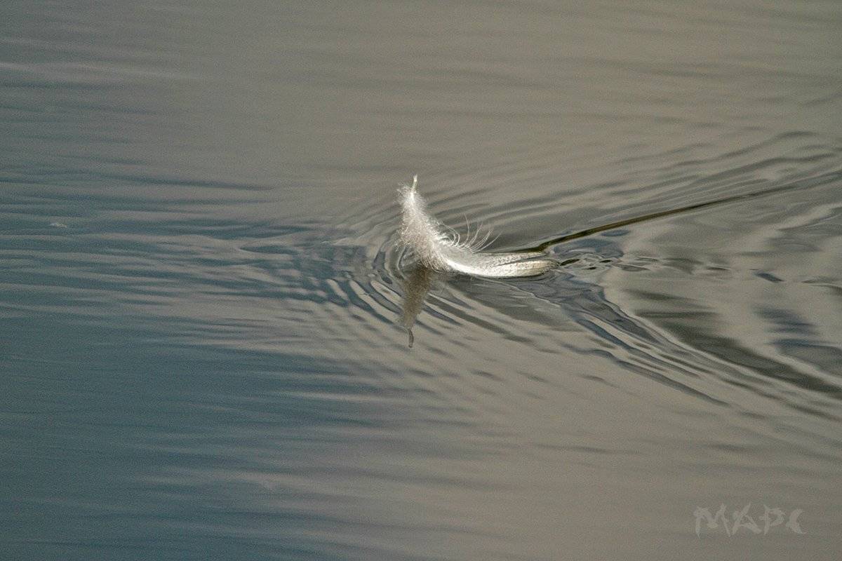 макро перо лето озеро ветер, Шангареев Марс