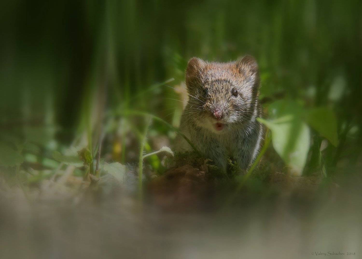 , Валерий Субачев