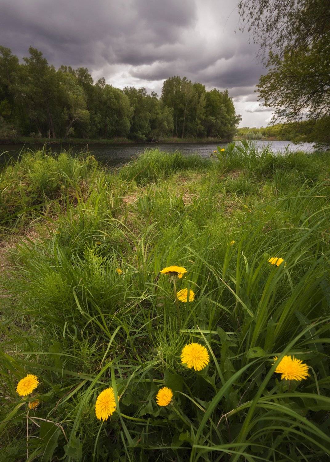 урал, река, небо, вода, тучи, цветы, одуванчики, Илья Логачёв