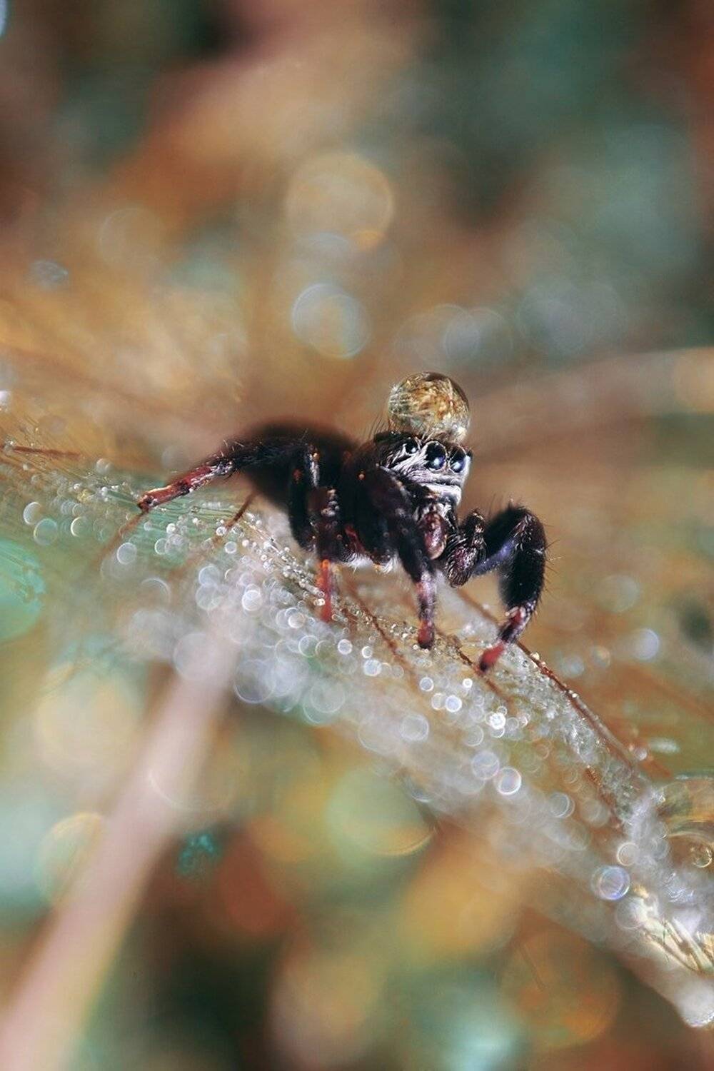 , Лапшина Владлена