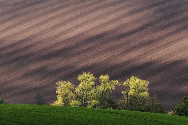 fields фото превью