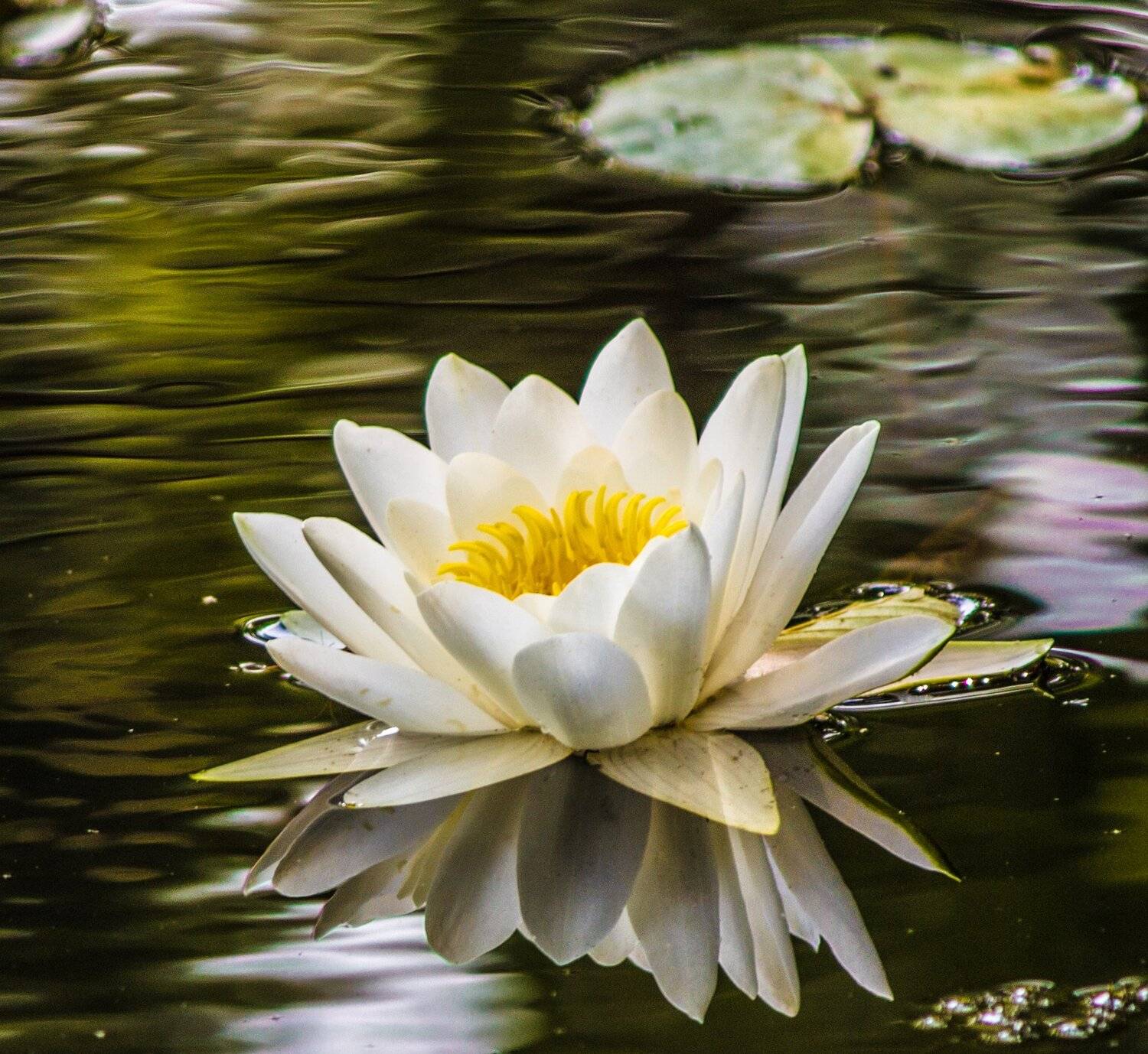 , Руслан Востриков