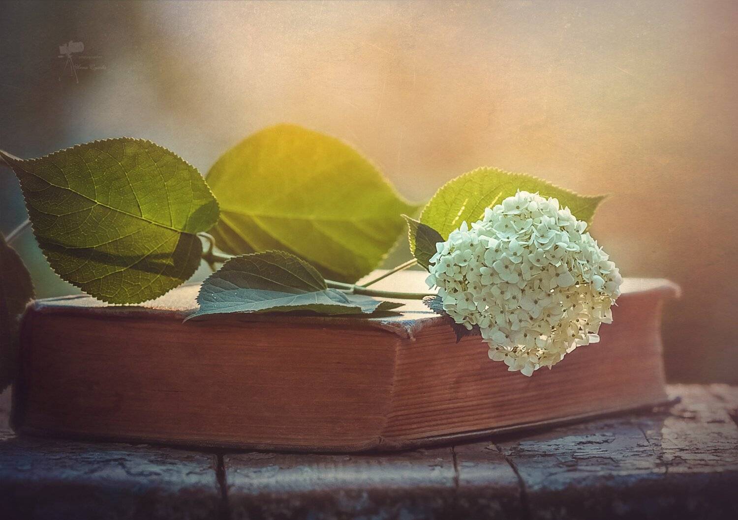 , Инна Сухова