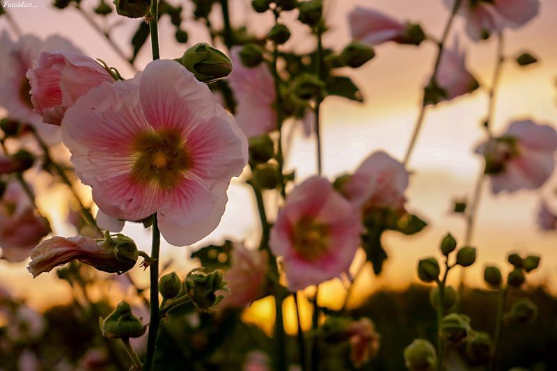 макро,цветы,мальва,закат, Мальва в лучах заката. фото превью