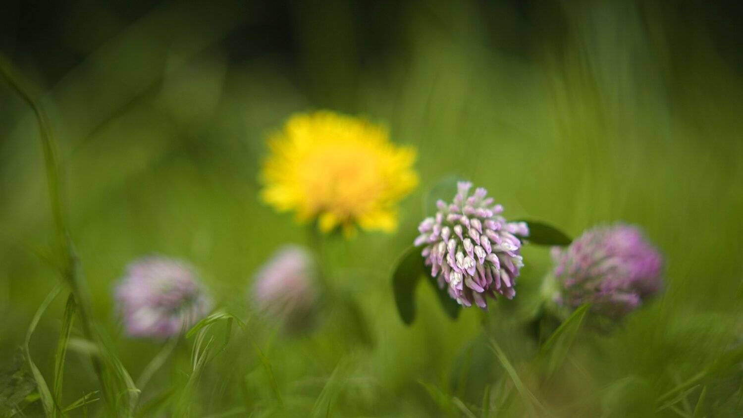 , Эдуард Колобошников