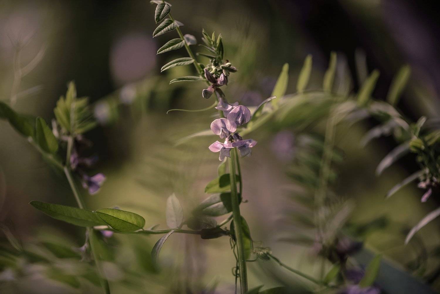 природа, макро, цветы, вика, Неля Рачкова