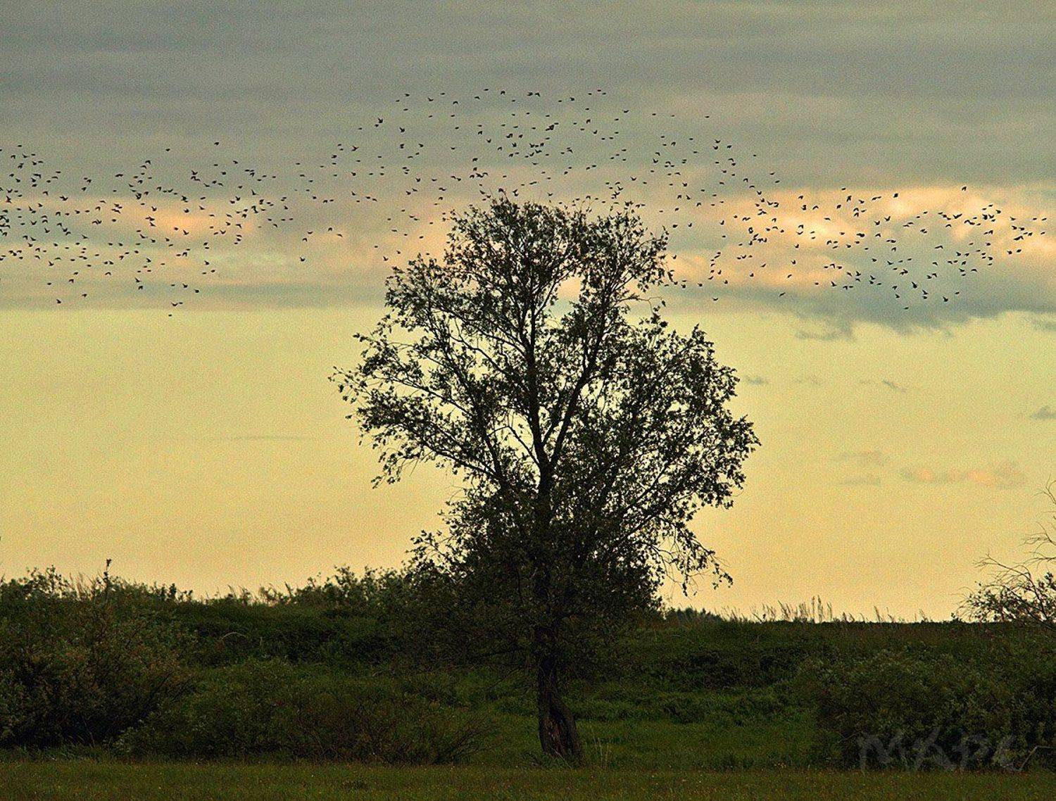 животные птицы лето птицы скворцы дерево, Шангареев Марс