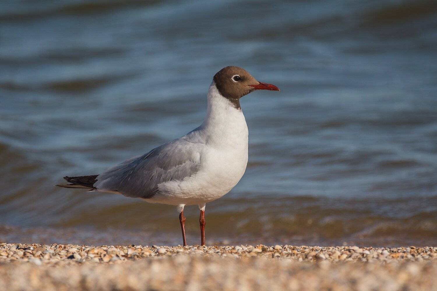 , Илья Михеев