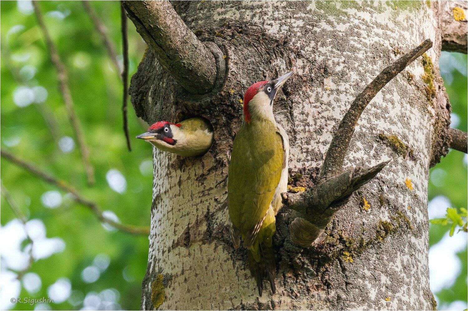 , Руслан Сигушин