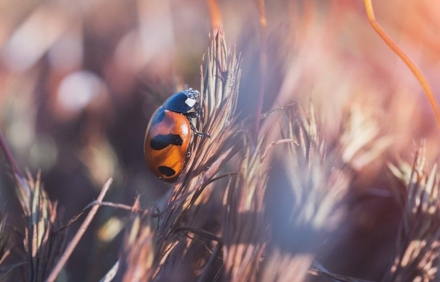 , Игорь Подобаев