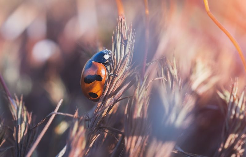 Вечерняя прогулка божьей коровки фото превью