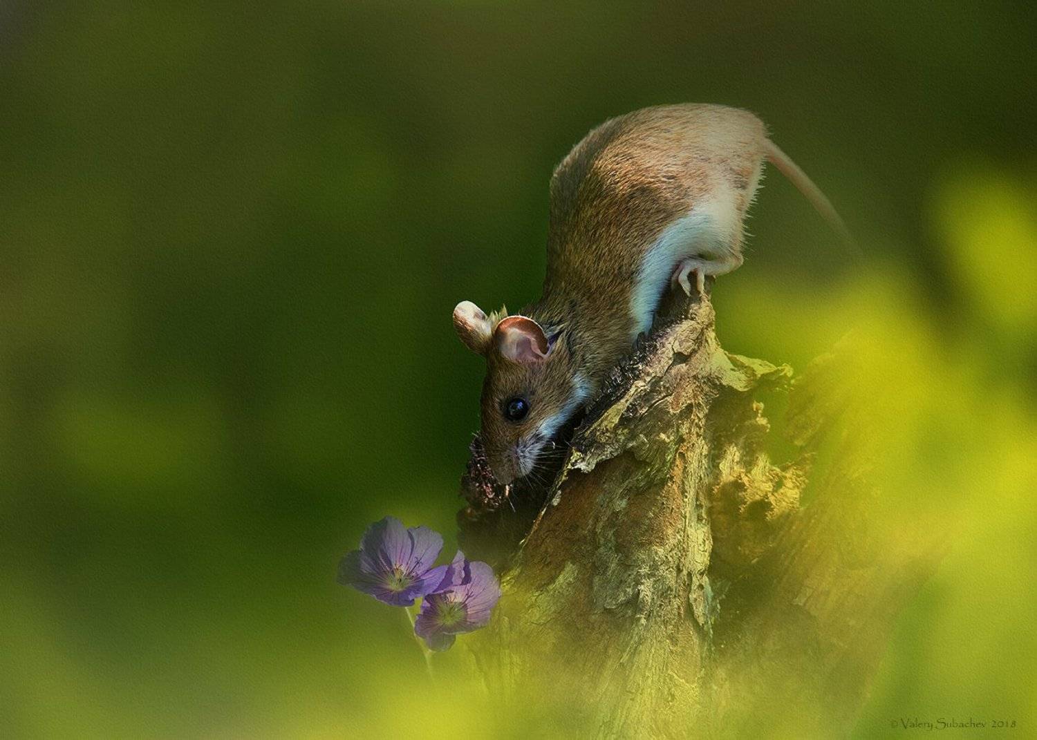 , Валерий Субачев