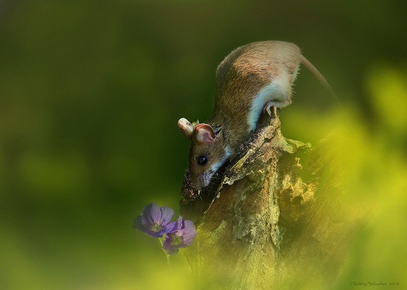 Ботаник фото превью