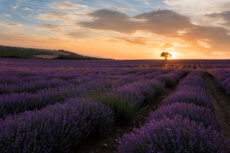 Lavender field фото превью
